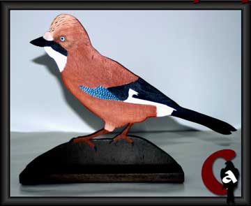 Eurasian jay - Garrulus glandarius